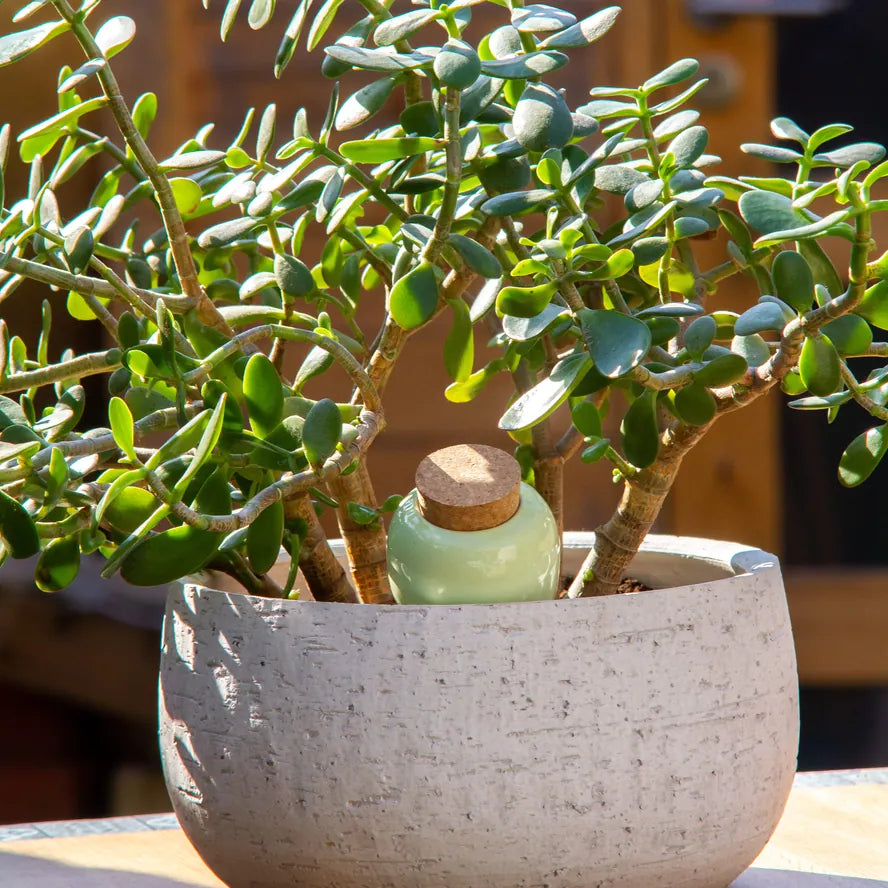 Pepin Homewares Olla - Green - Self-Watering Plant Waterer - Microporous Ceramic