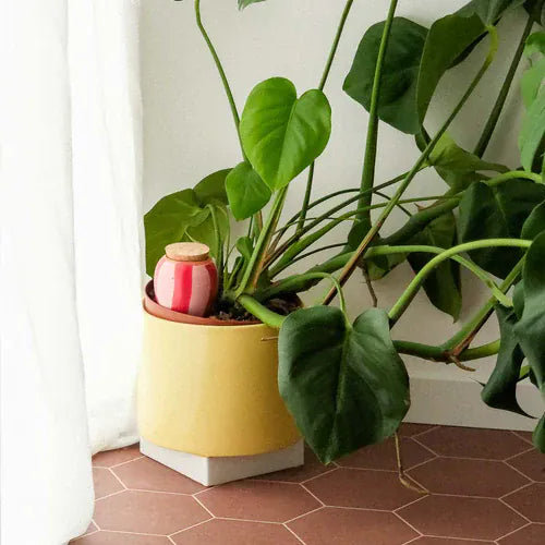 Pepin Homewares Olla - Striped Red and Pink - Self-Watering Plant Waterer - Microporous Ceramic