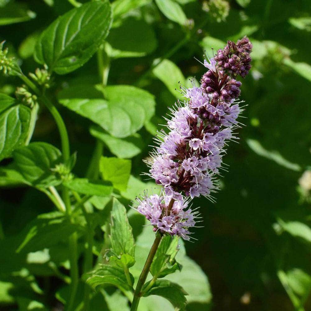 Patchouli 10ml Atlantic Aromatics – Faerly - Main Image